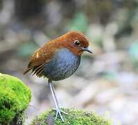 Bicolored Antpitta