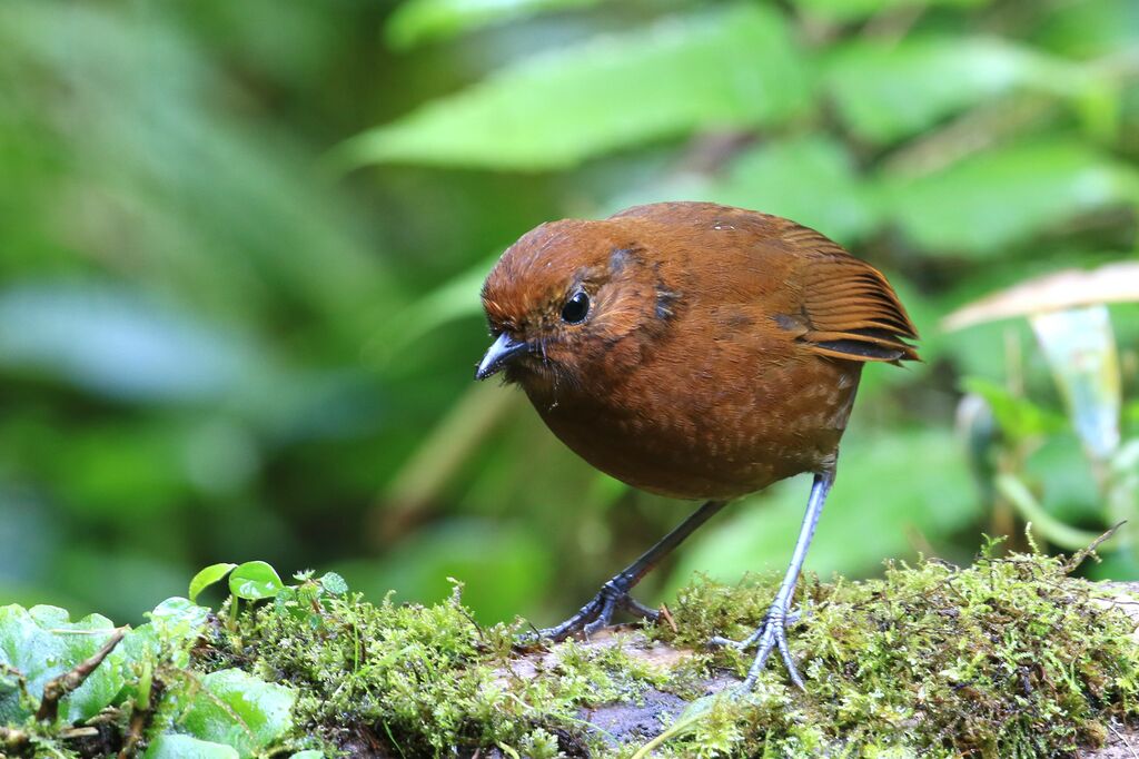 Chami Antpitta