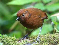 Chami Antpitta