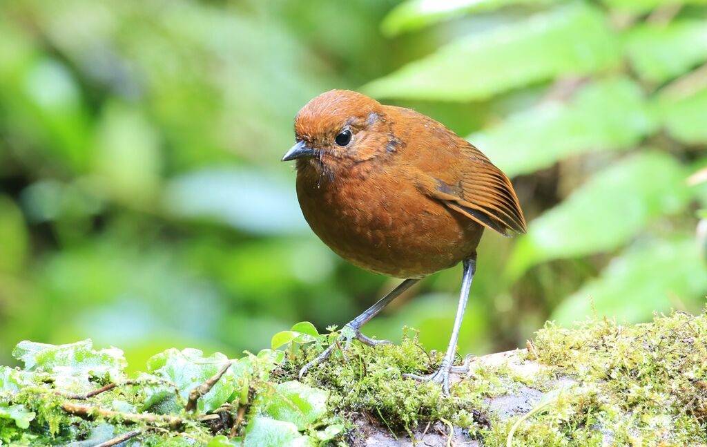 Chami Antpitta