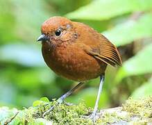 Chami Antpitta