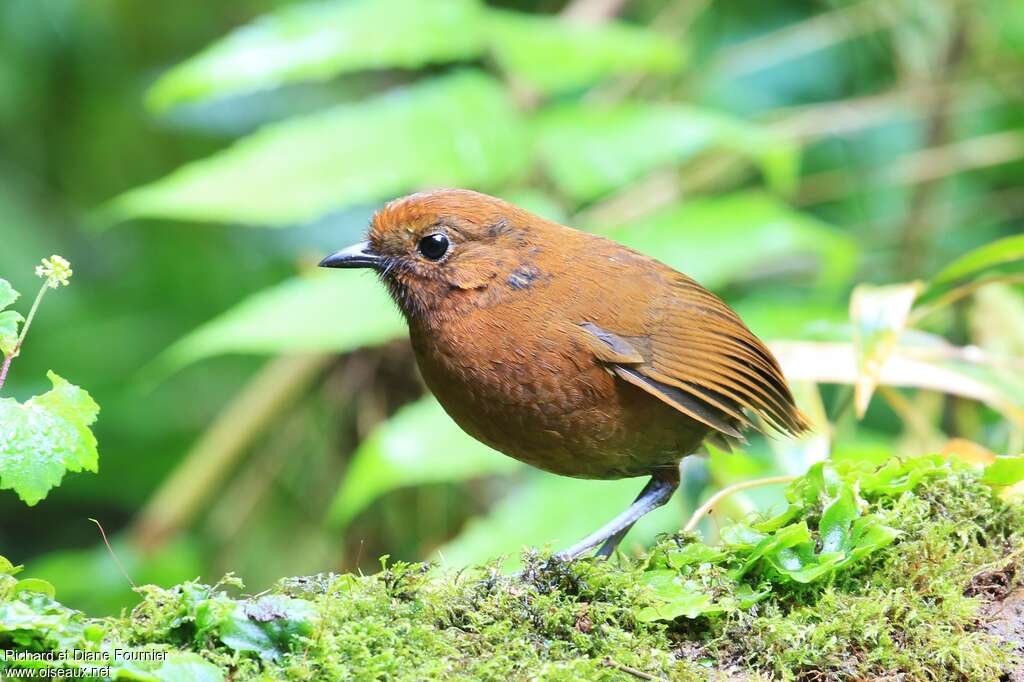 Chami Antpitta