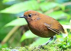 Chami Antpitta