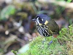 Crescent-faced Antpitta