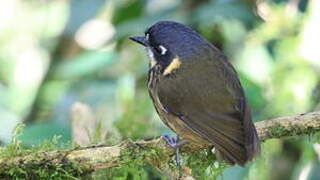 Crescent-faced Antpitta