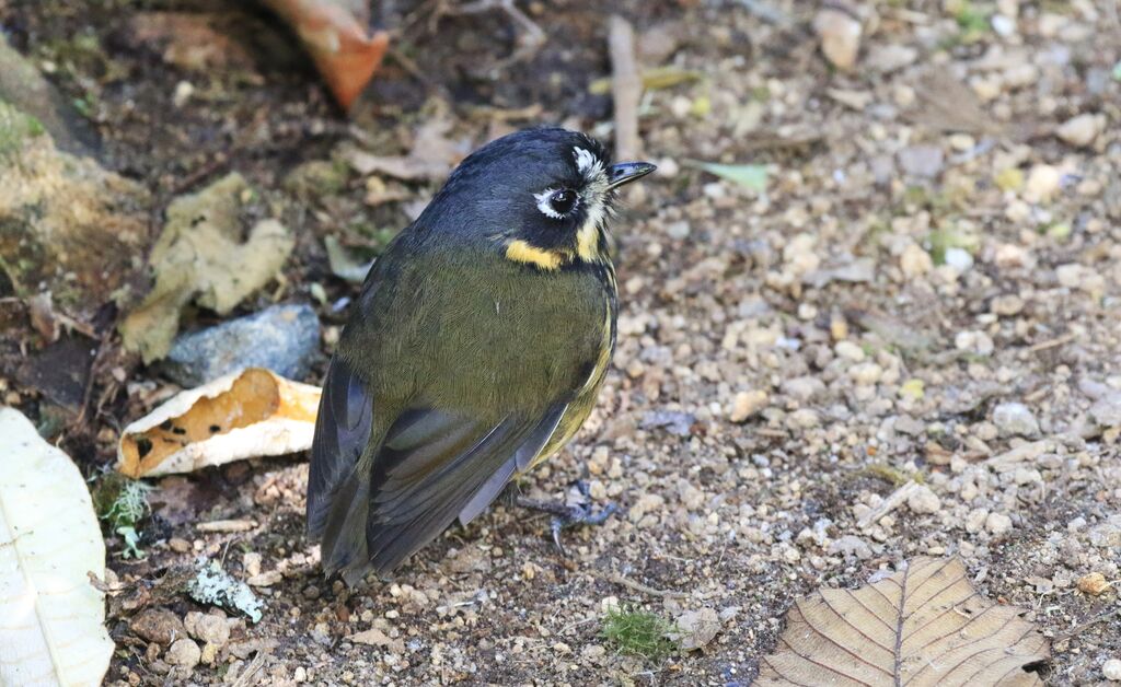 Crescent-faced Antpitta