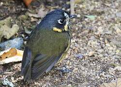 Crescent-faced Antpitta