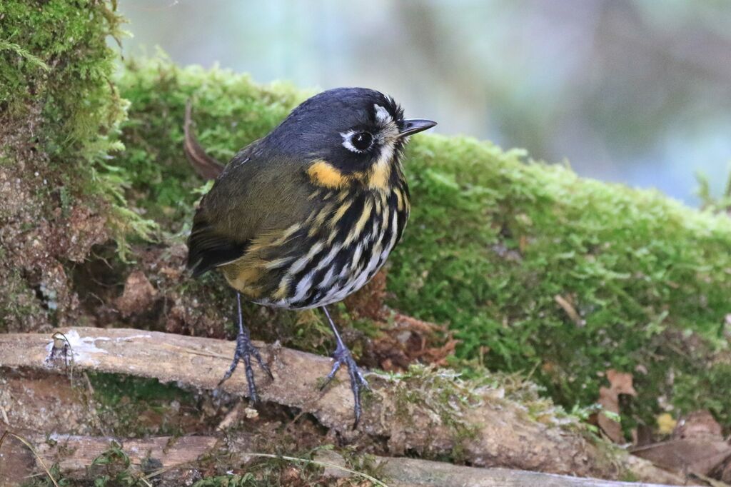 Crescent-faced Antpitta