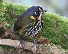 Crescent-faced Antpitta