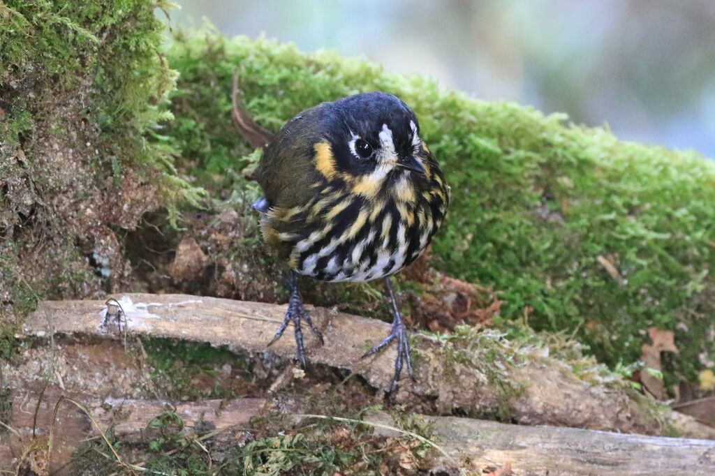 Crescent-faced Antpitta