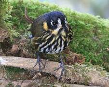 Crescent-faced Antpitta