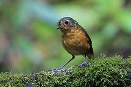 Slaty-crowned Antpitta