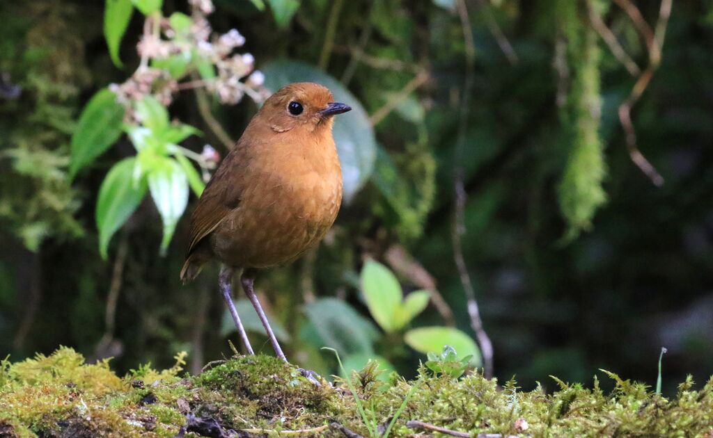 Rufous Antpitta