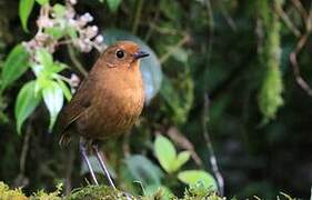 Muisca Antpitta