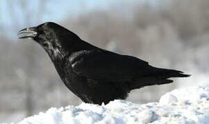 Northern Raven