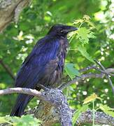 Northern Raven