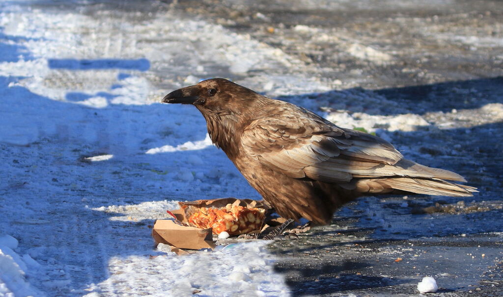 Northern Raven