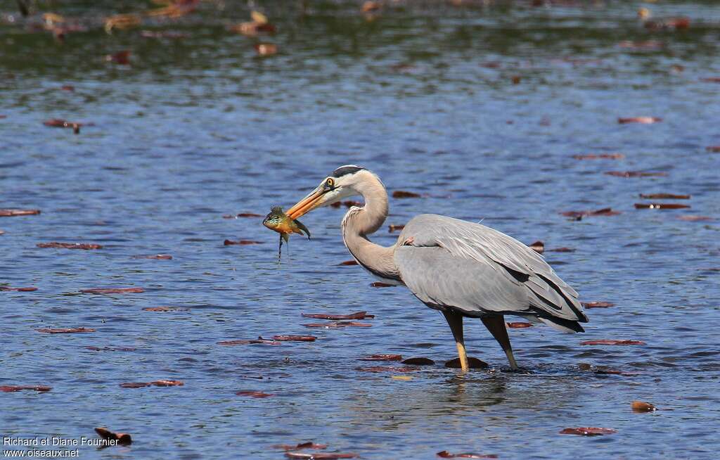 Grand Héronadulte, régime, pêche/chasse