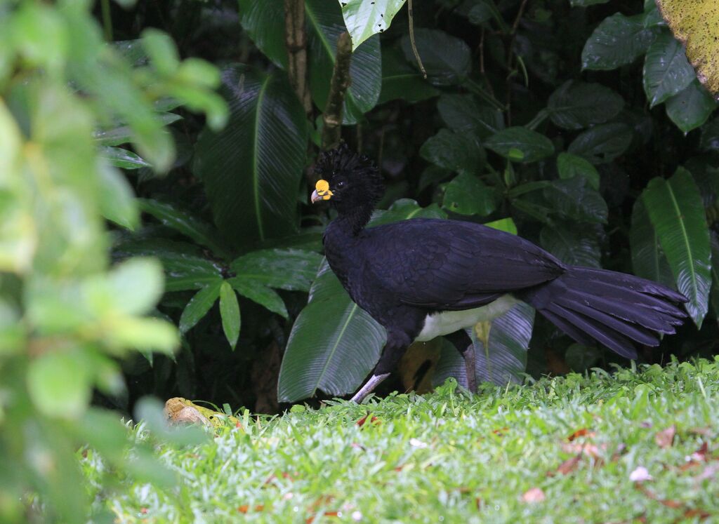 Great Curassow male