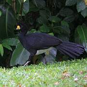 Great Curassow