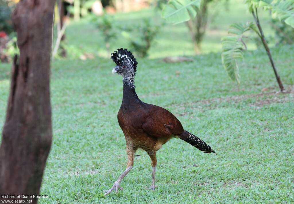 Great Curassow female adult