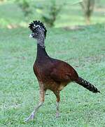 Great Curassow