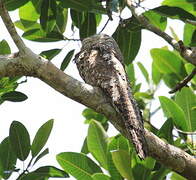 Great Potoo