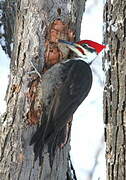 Pileated Woodpecker