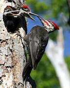 Pileated Woodpecker