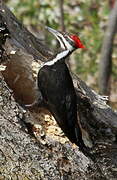 Pileated Woodpecker