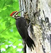 Pileated Woodpecker