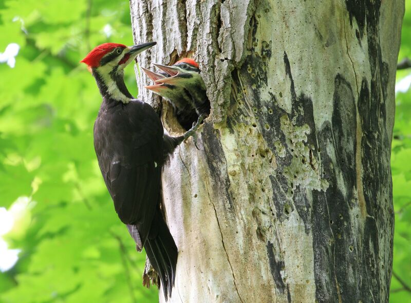 Pileated Woodpecker male, Reproduction-nesting