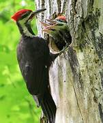 Pileated Woodpecker