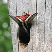 Pileated Woodpecker