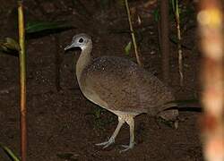 Great Tinamou