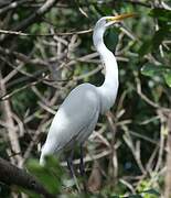 Grande Aigrette