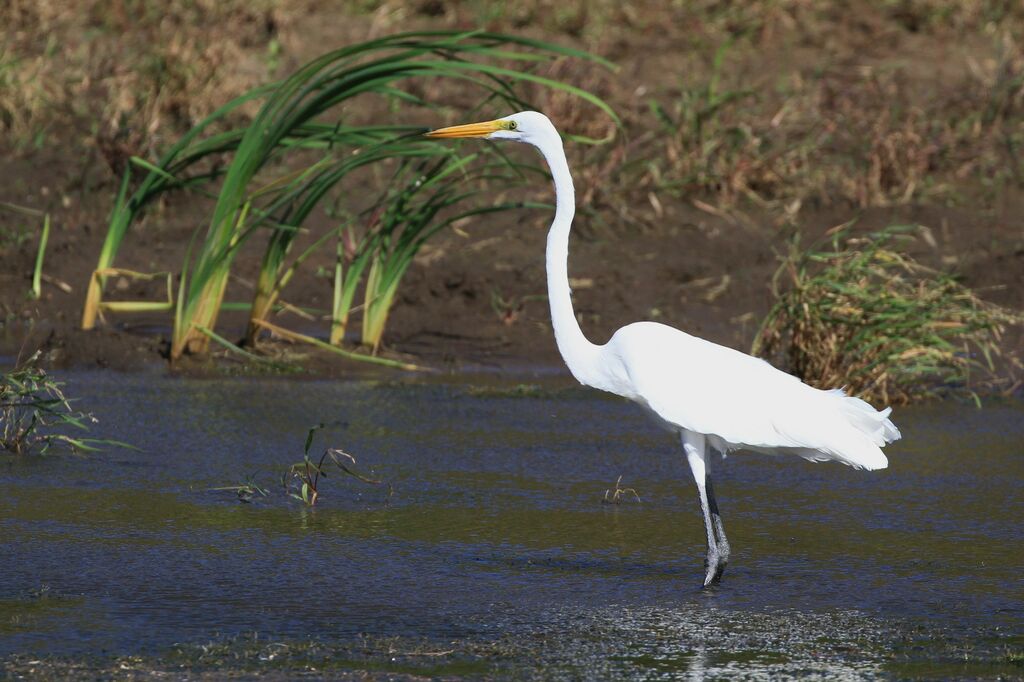 Grande Aigrette