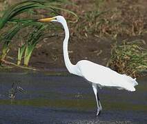 Grande Aigrette