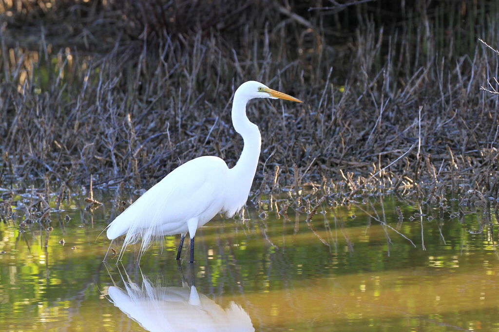 Great Egret