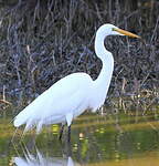 Grande Aigrette