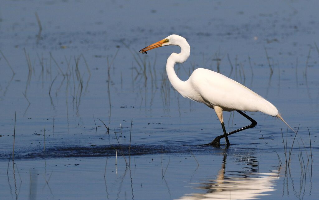 Grande Aigrette