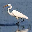 Grande Aigrette