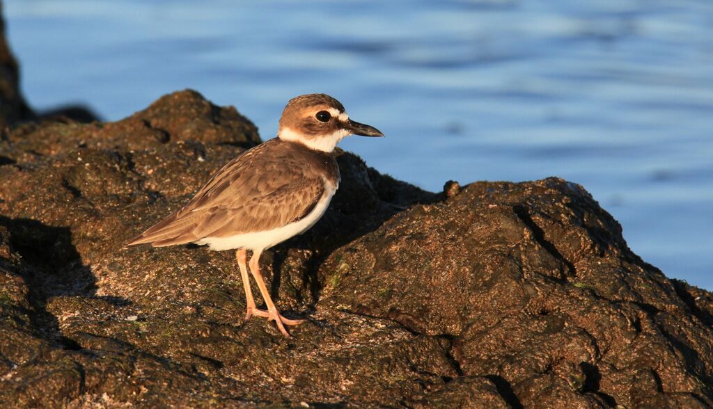 Wilson's Plover