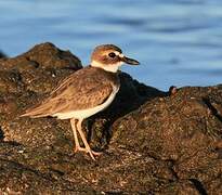 Wilson's Plover