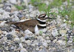 Killdeer