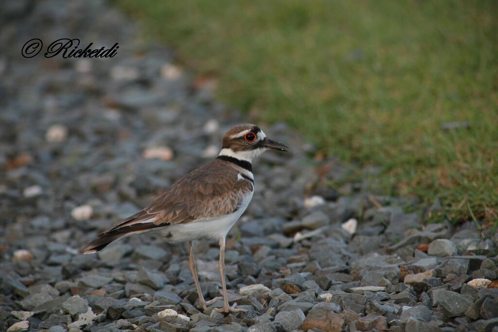 Killdeer