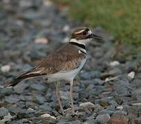 Killdeer