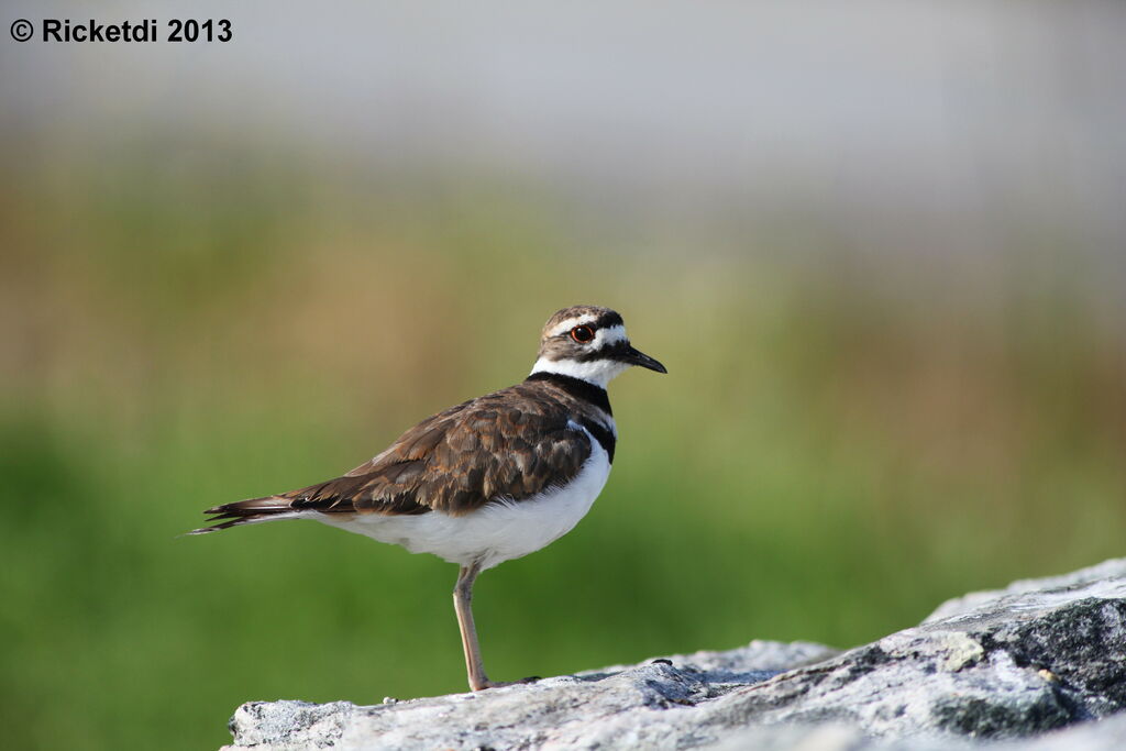 Killdeer