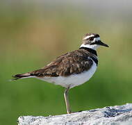 Killdeer