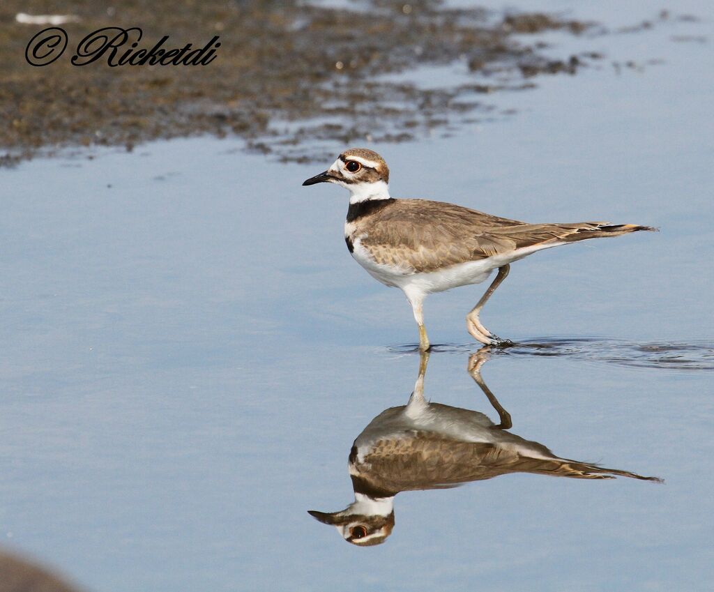 Killdeer